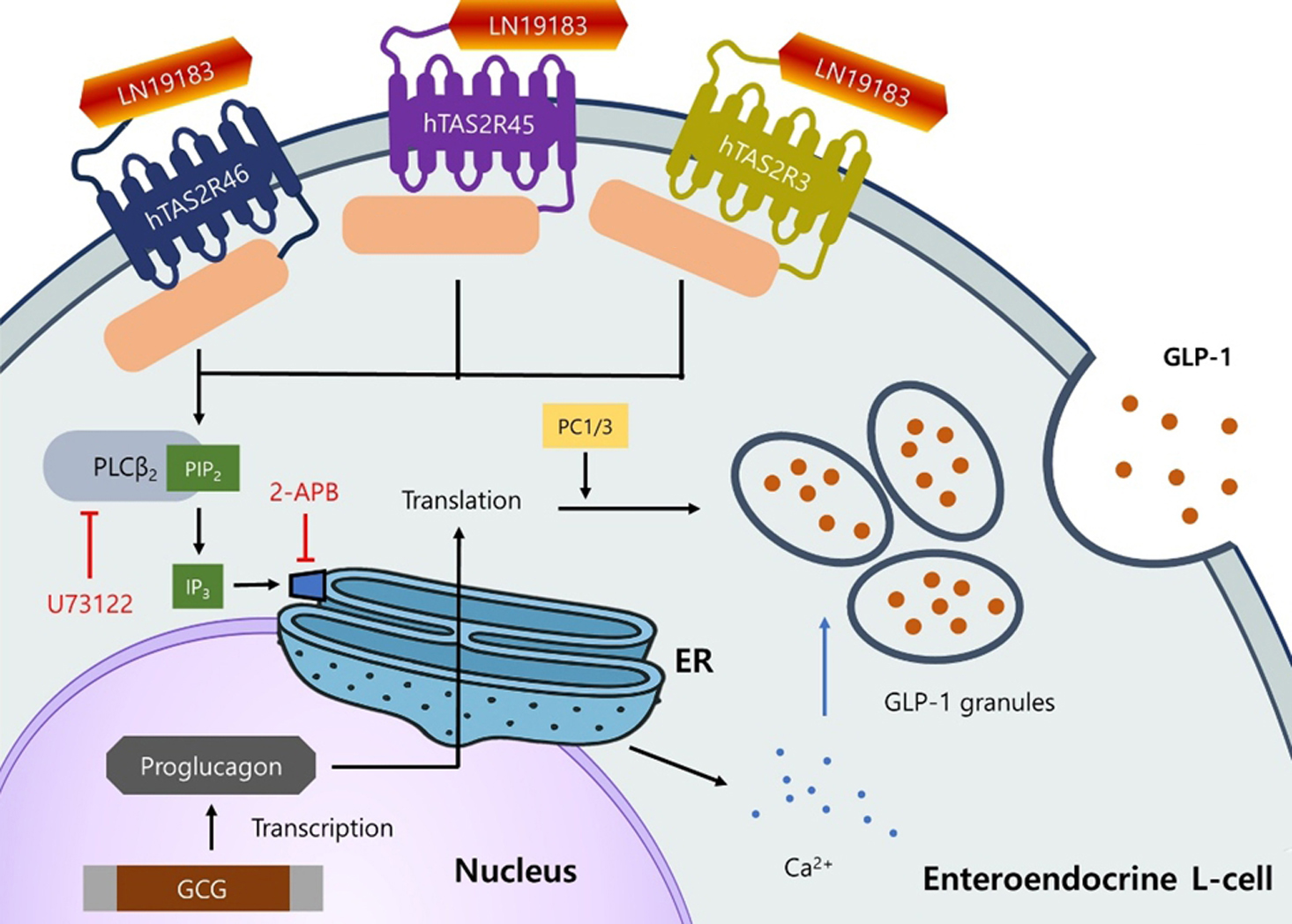 LN19183의 GLP-1 분비 자극 기전 모식도
